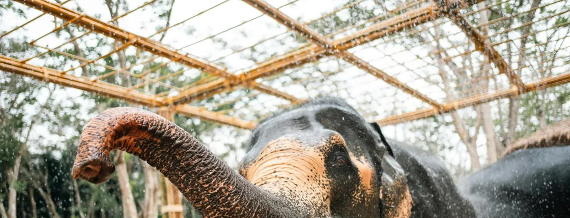 Half day elephant encounter from Phuket