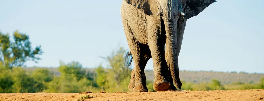 Four-day Kenyan wildlife safari through Tsavo East and Amboseli