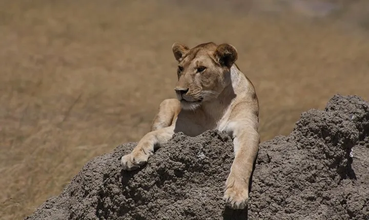 4 Days Group Camping Safari