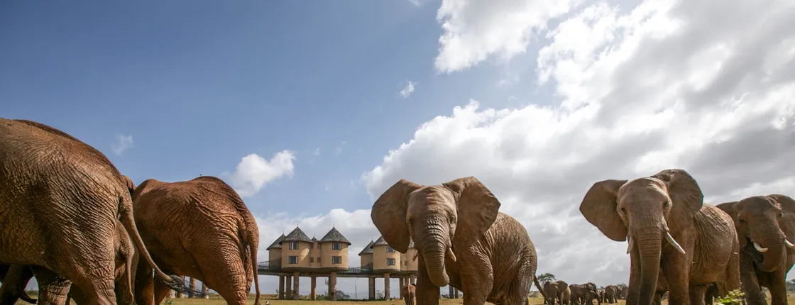 Two-day wildlife safari from Mombasa with stay at Salt Lick Lodge