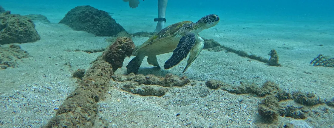Fujairah two dives for certified divers with Dubai transfer