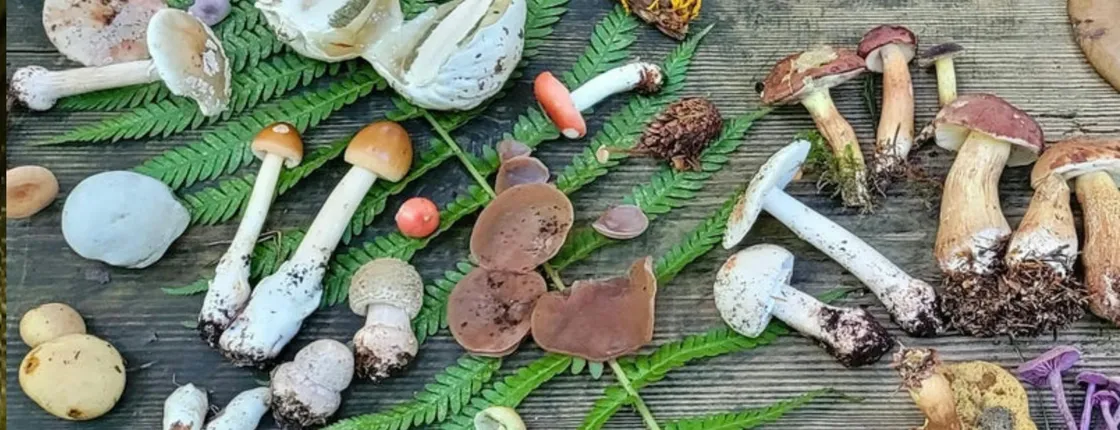 Mushroom foraging guided hike in Karlsruhe