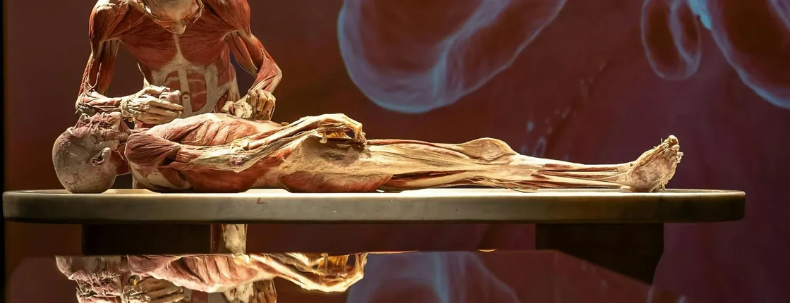 Body Worlds exhibition in Münster