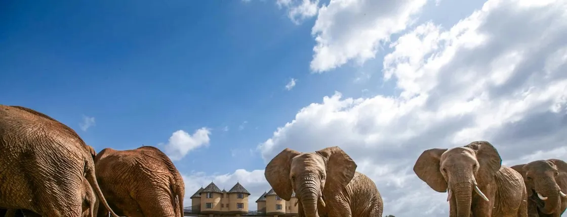 Two-day wildlife safari from Mombasa with stay at Salt Lick Lodge