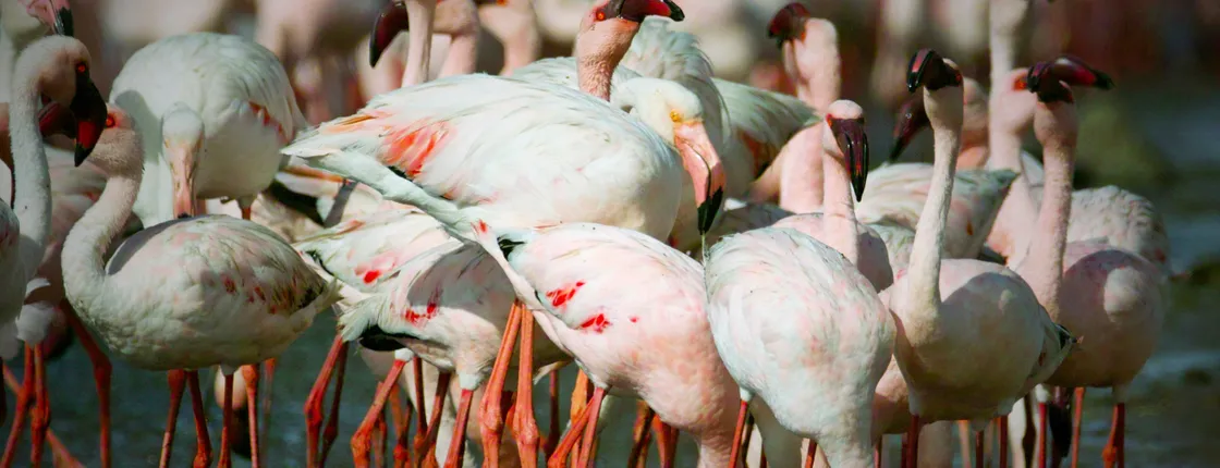 Walvis Bay Highlights Tour