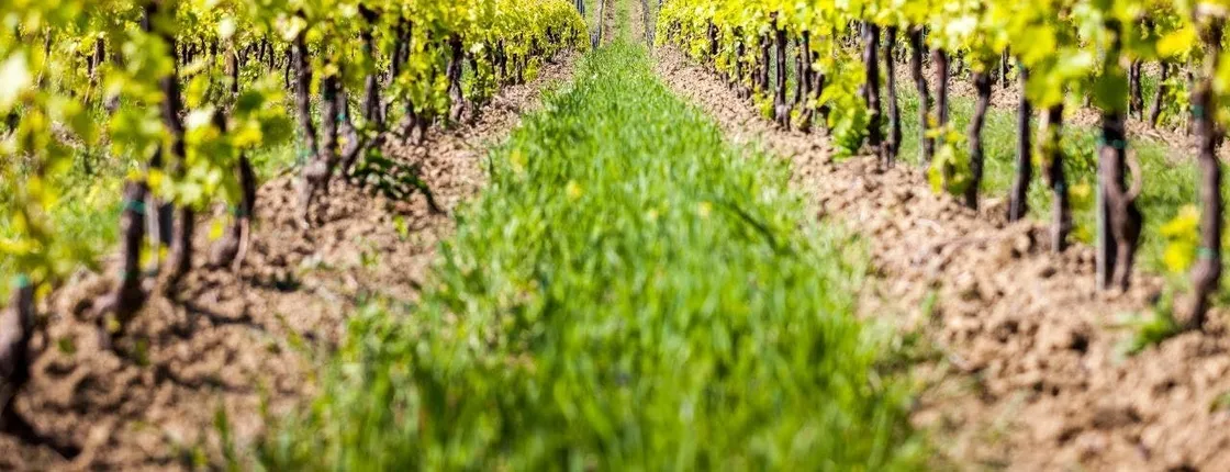 Guided wine tasting tour in San Valentino vineyards