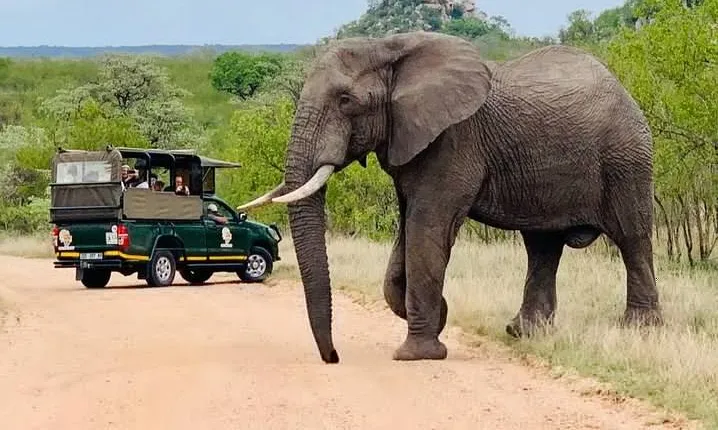 Kruger National Park Full Day Private safari 