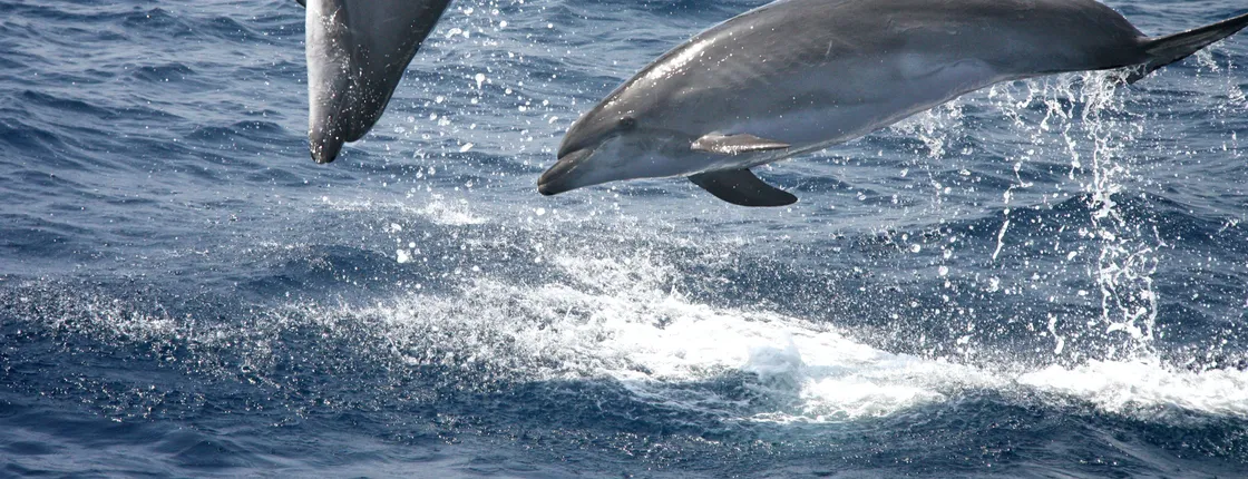Dolphin-watching and Tarifa tour