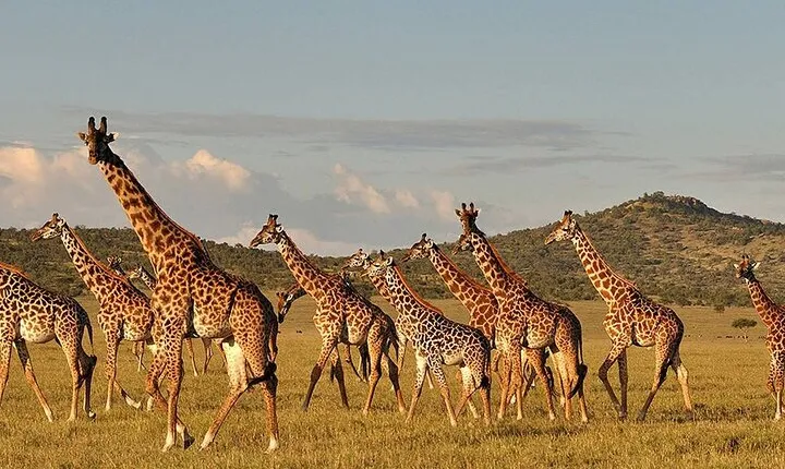 4-Day From Zanzibar Manyara, Serengeti & Ngorongoro Best Luxury Safari