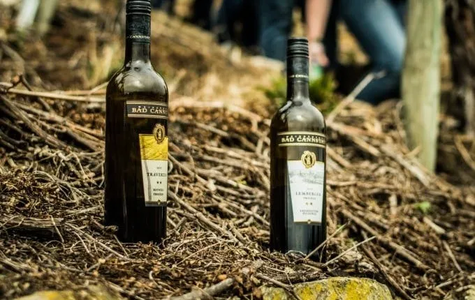 Guided wine walk with wine tasting near Stuttgart