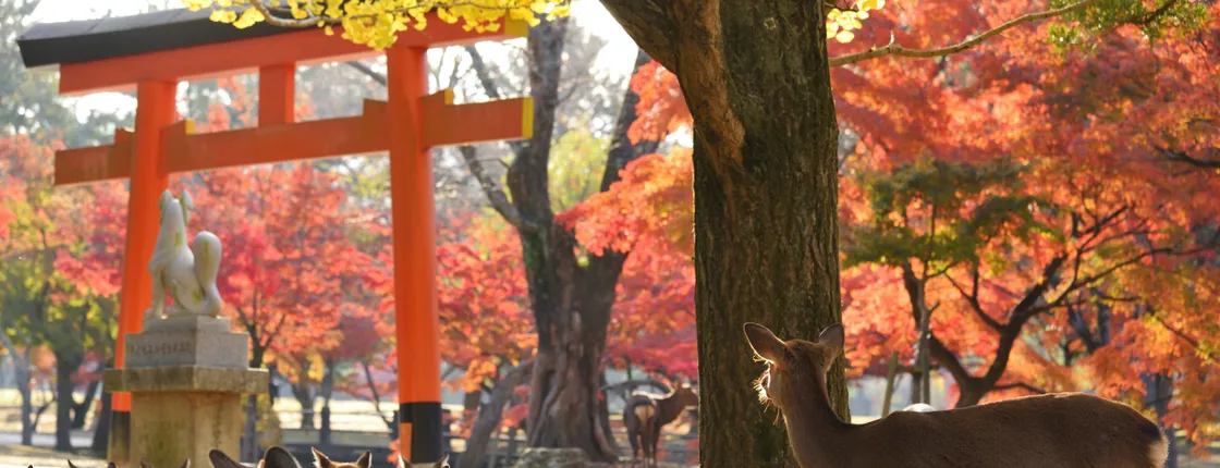Nara half-day walking tour