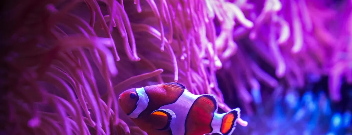 Tickets to ZooQuarium in Tampa