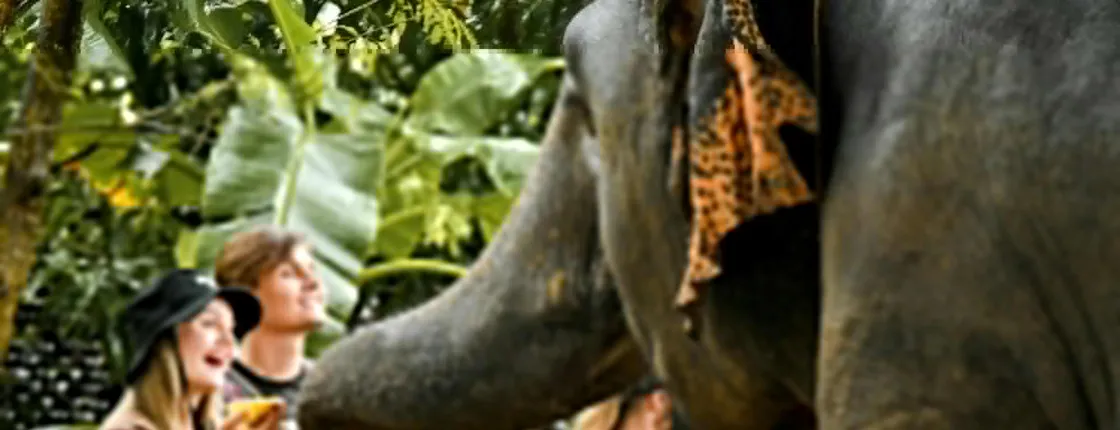 Half-day observation at Elephant Jungle Sanctuary from Phuket