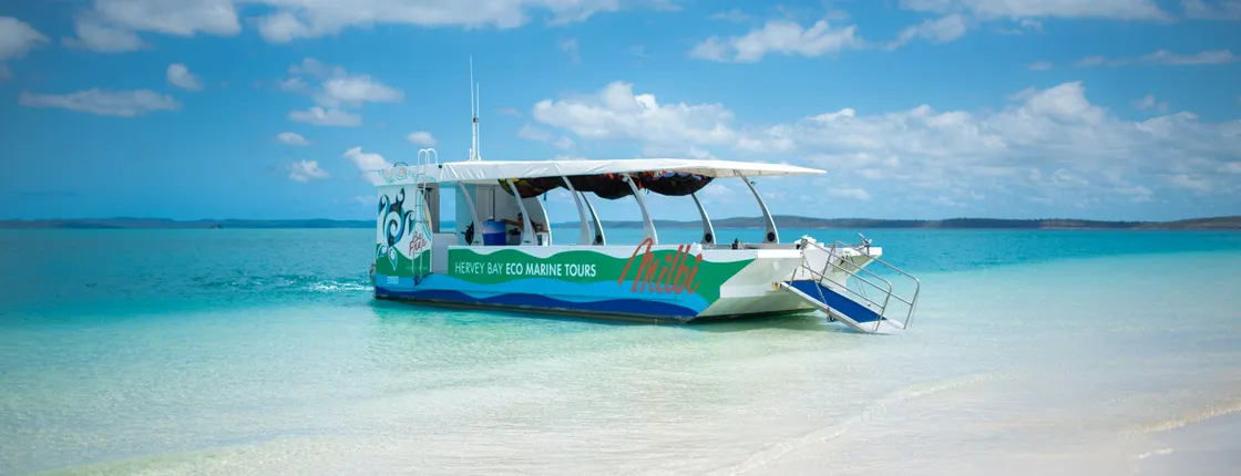 Turtle discovery ecotour
