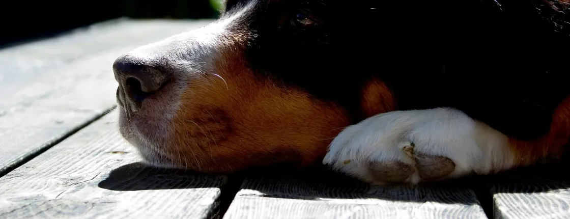 Skiathos dog shelter visit, hill walk and Greek cooking tour