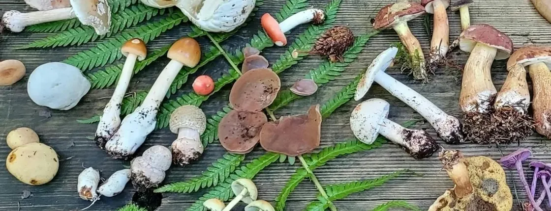 Guided mushroom foraging hike in Flensburg