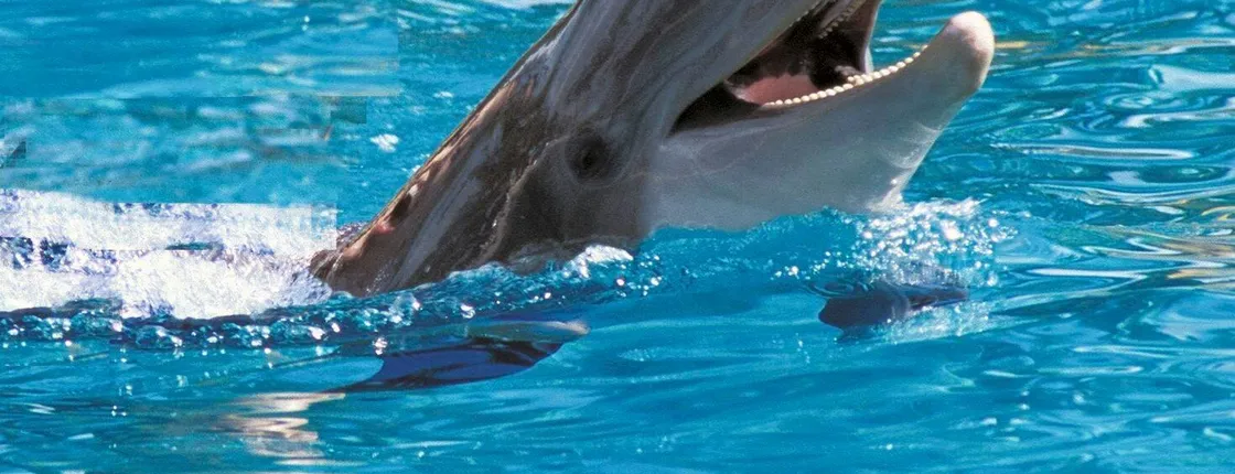 Exclusive Dolphin Cove Ocho Rios tour