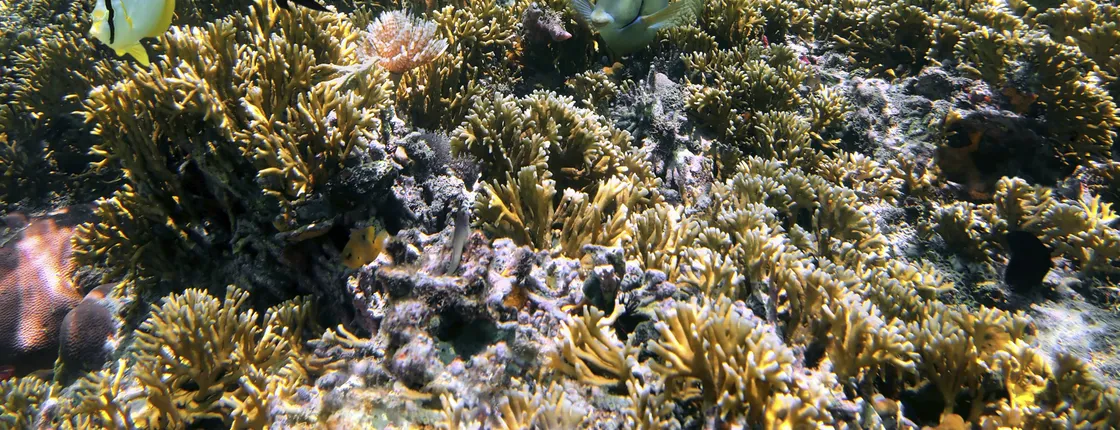 Snorkeling tour from RIU Atoll and RIU Palace Maldivas