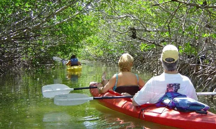 Key West Mangrove Kayak Eco Tour 