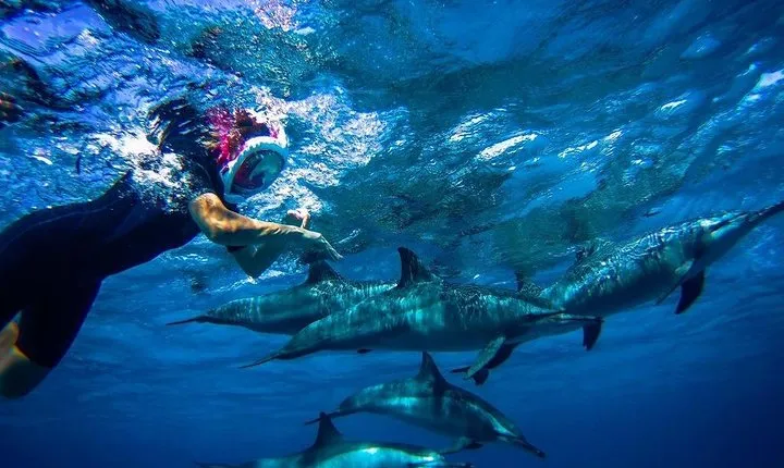 Snorkeling Trip At Satayh Dolphin Reef