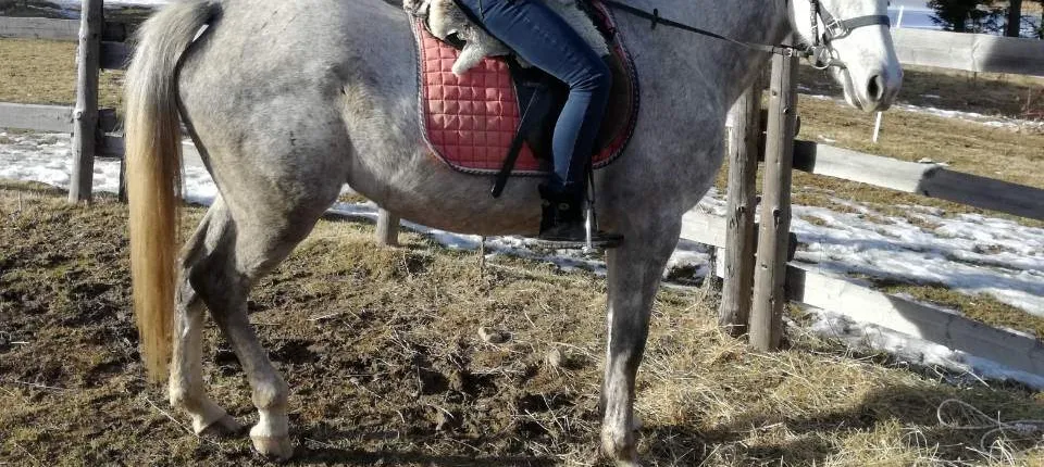 Private Horse Riding near Rhodope Mountains from Plovdiv