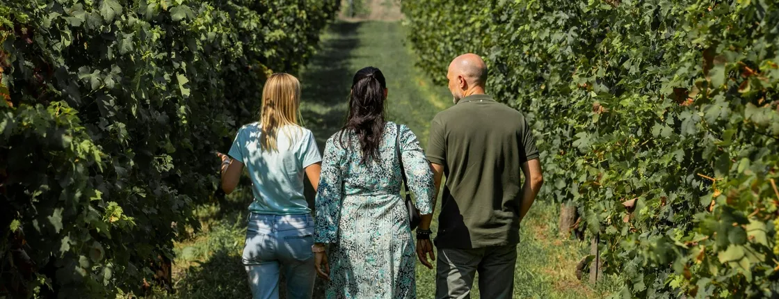 Wine tour in the Euganean Hills from Padua