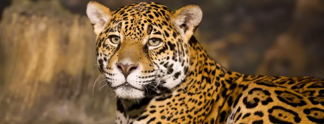 Hluhluwe Imfolozi Safari Day Tour (7)