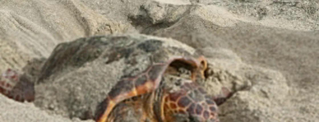 Turtle walks with marine biologist