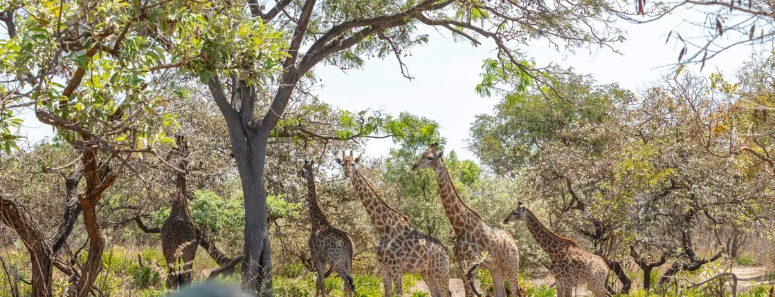 Fathala Wildlife Reserve full-day tour