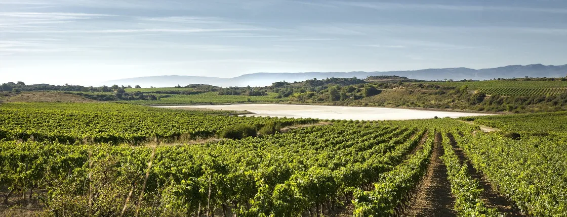 Tour to two Wineries in La Rioja from Pamplona