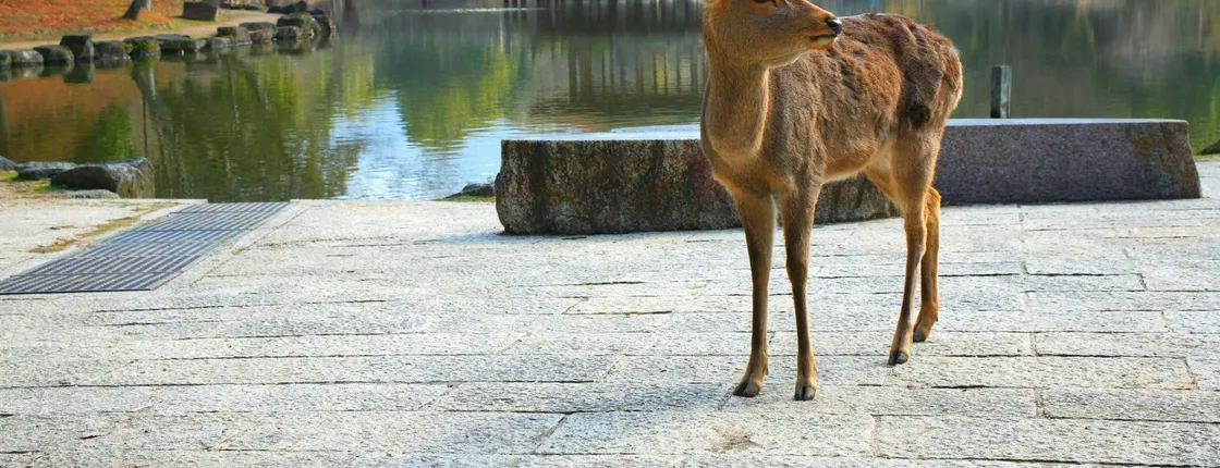 Himeji, Nara and Kobe full-day tour from Osaka