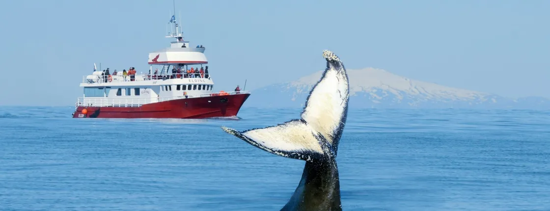 Classic whale watching tour in Reykjavík