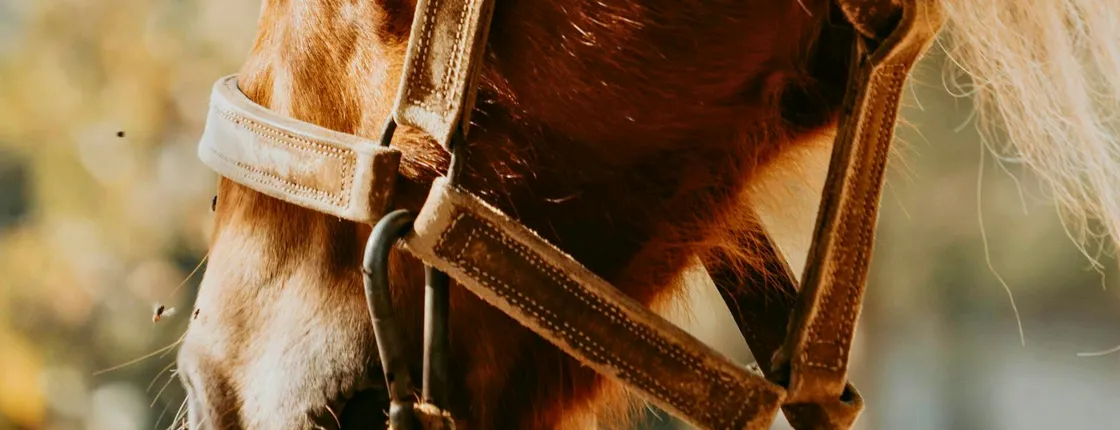 Serra da Cabreira horseback experience with Garrano horses