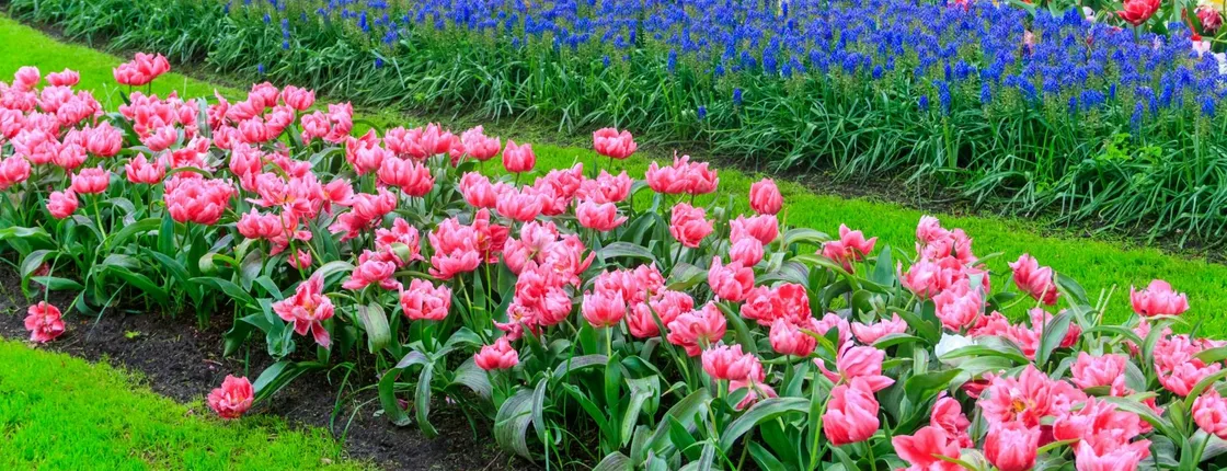 Windmill Cruise and Access to Keukenhof Gardens with Audioguide