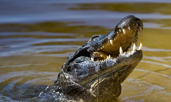 Jungle Crocodile Safari & Jaco Beach from San Jose