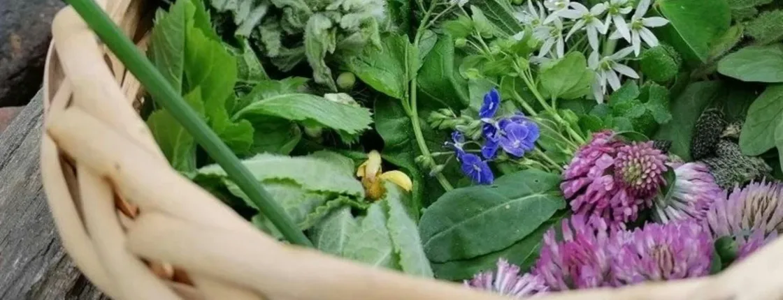 Wiesbaden wild plant foraging guided walk
