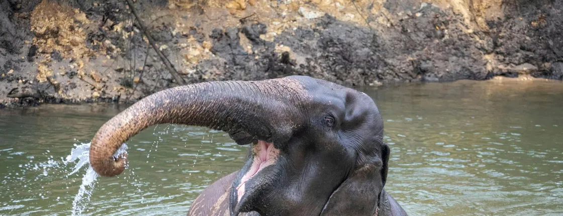 Koh Samui Elephant Experience