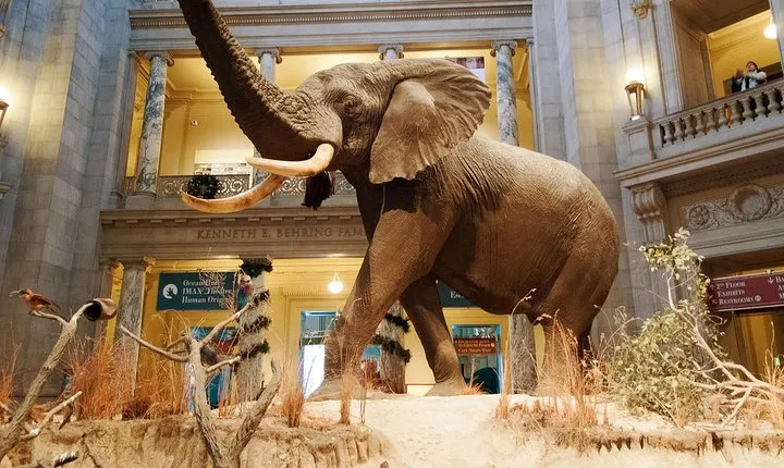 Smithsonian Museum of Natural History - Exclusive Guided Tour 