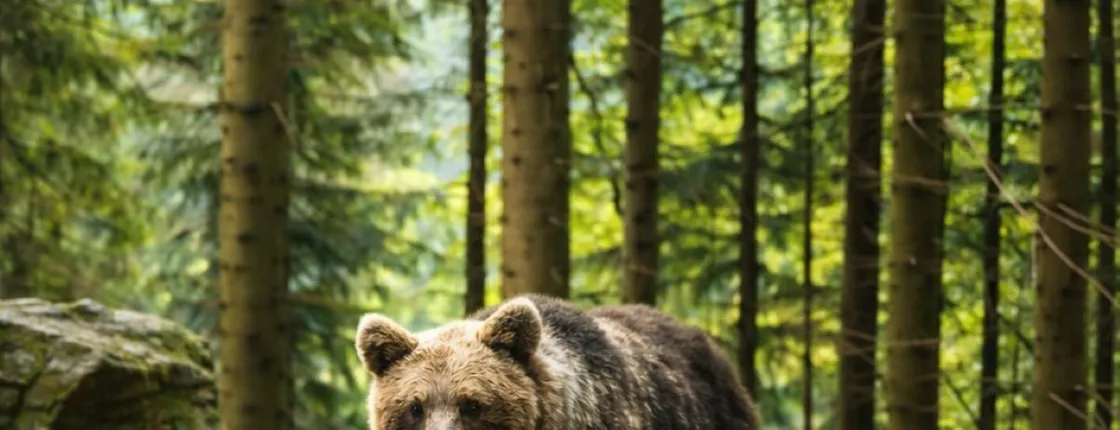 Libearty Bear Sanctuary and Bran Castle private full-day tour
