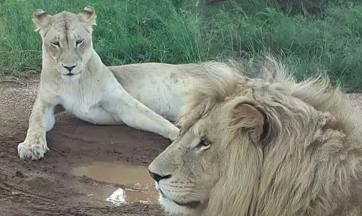 Kruger National Park Full Day Tour Minimum 2people 