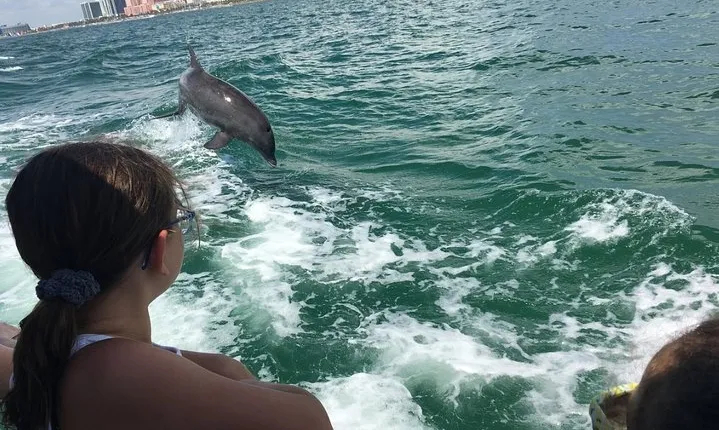 Little Toot Dolphin Adventure at Clearwater Beach 