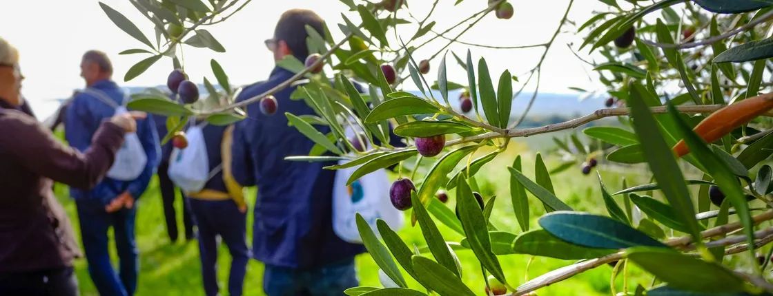 Sicilian olive oil tour in Pantalica with tasting