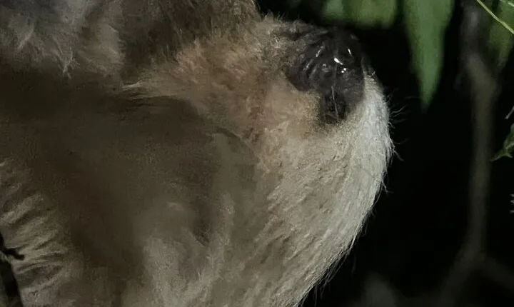 Night Walk Tour Monteverde