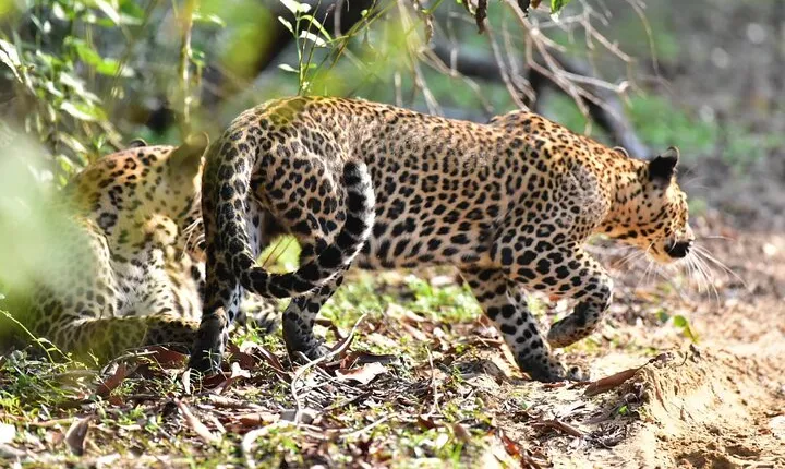 Wilpattu Half Day Safari From Anuradhapura
