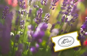 Guided Visit to Botanical Garden Ecoherbes Park