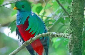 Monteverde Cloud Forest / Wildlife Tour / Local Naturalist