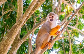 Monkeyland Safari and Countryside Home Visit