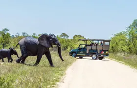 Kruger National Park full-day safari from Hazyview
