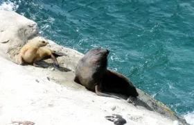 Peninsula Valdes and sea lions reserve tour from Puerto Madryn