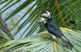 Desaru Coast birdwatching guided experience
